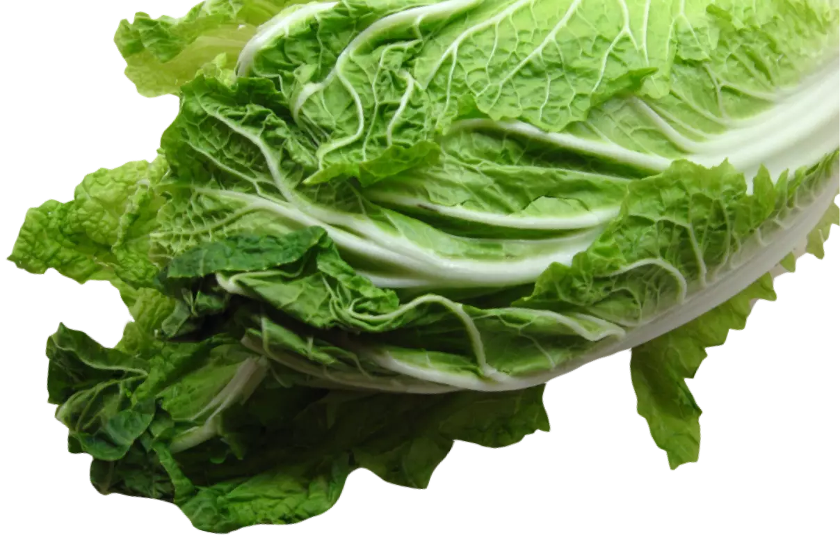 Listy salátu