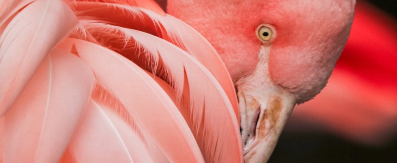 a flamingo looking from under its wings