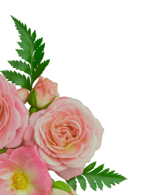 the pink roses with additional leafes for decoration