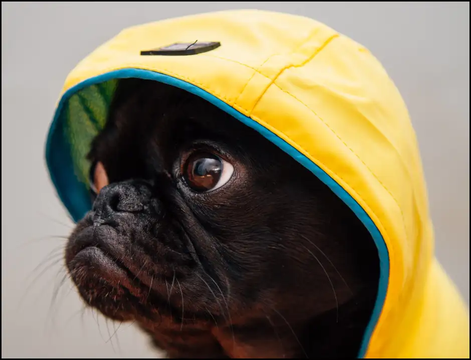 a dog in a yellow hood