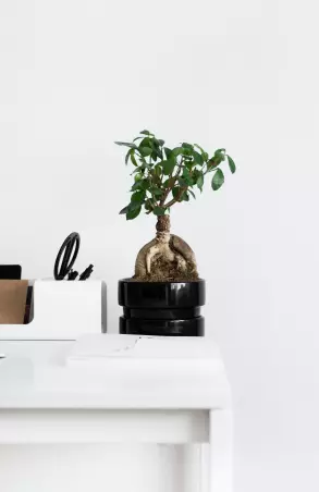 A green plant in the fashionable black box on the table.