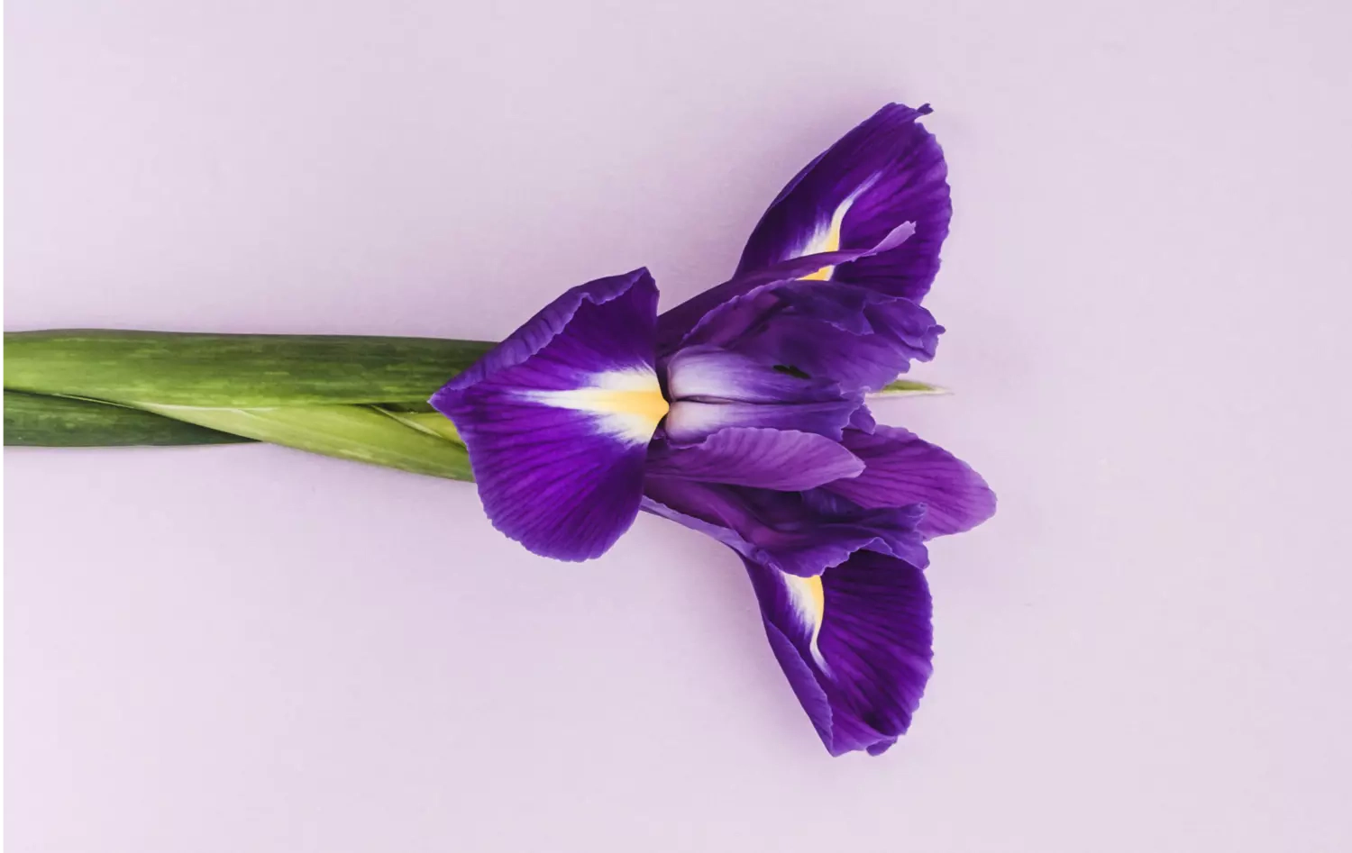 Fleur violette en position horizontale
