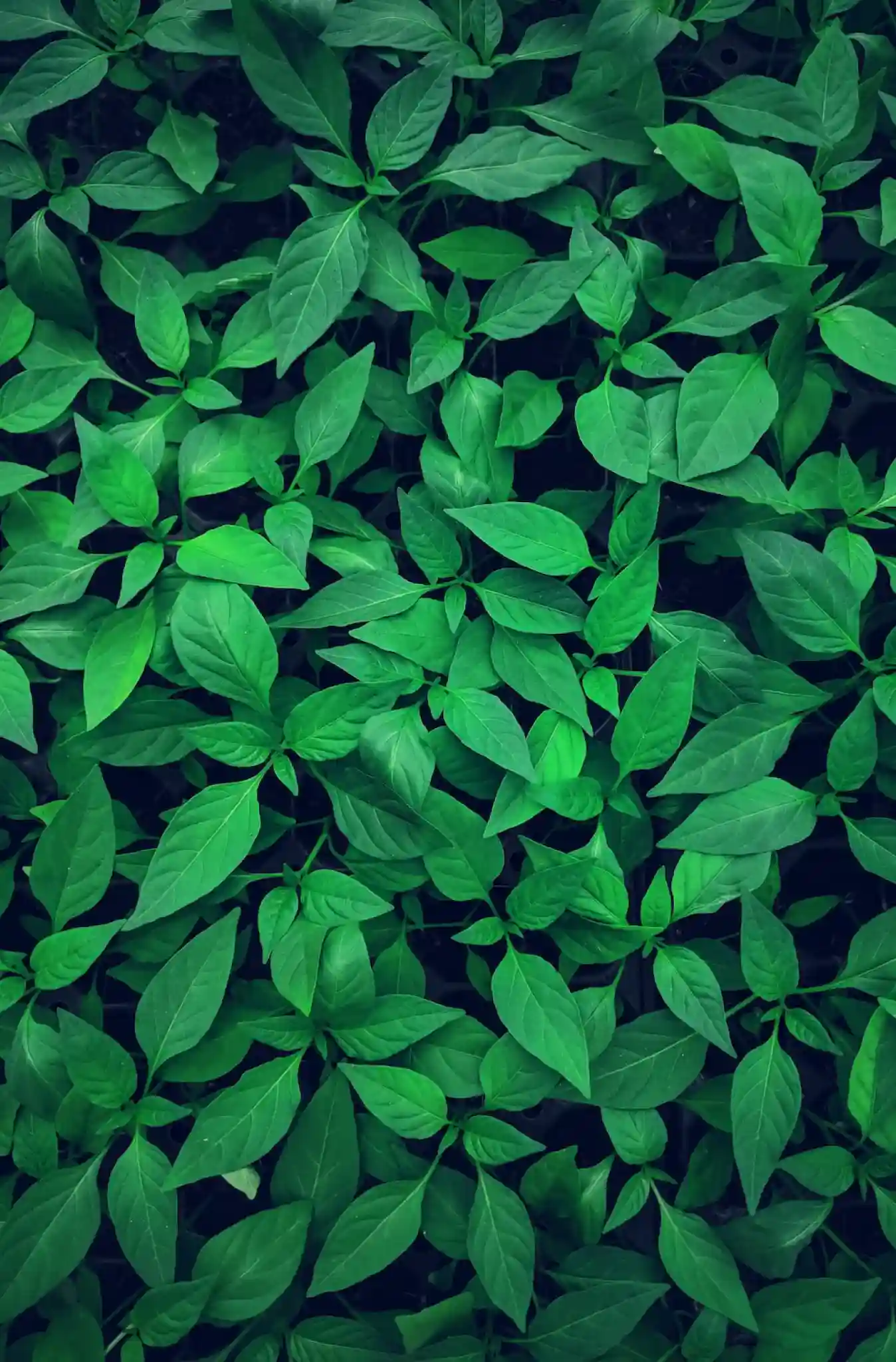 Zielony krzew z małymi liśćmi