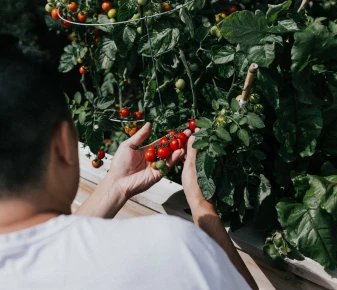 a photo of a farmer collecting the product