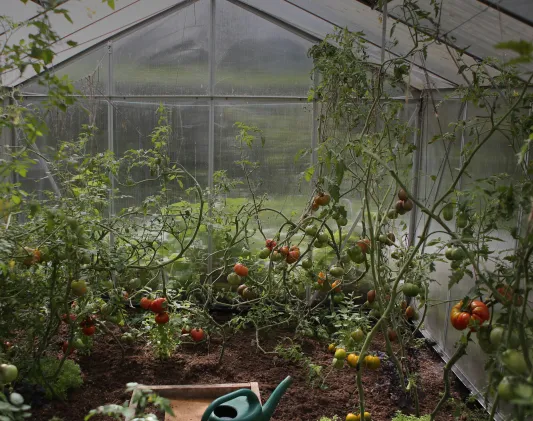 a photo of tomatoes growing in a greenhouse