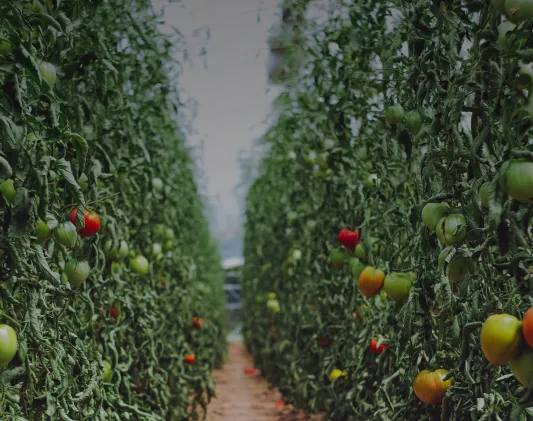 a photo of tomatoes in a greenhouse