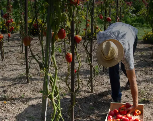 a photo of a farmer collecting tomatoes