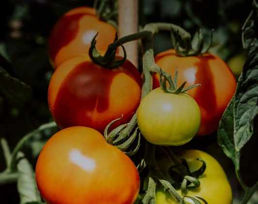 a photo of some tomatoes