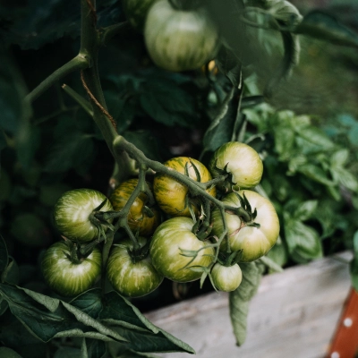 a photo of some green tomatoes