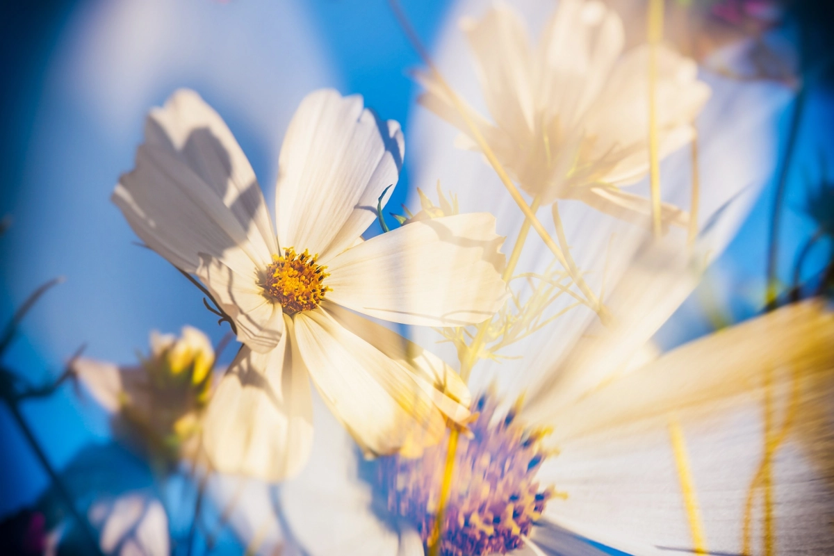 Blumen mit dem Hintergrund einer weiteren Nahaufnahme einer Blume