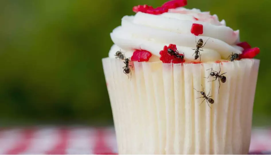 cake with insects on it