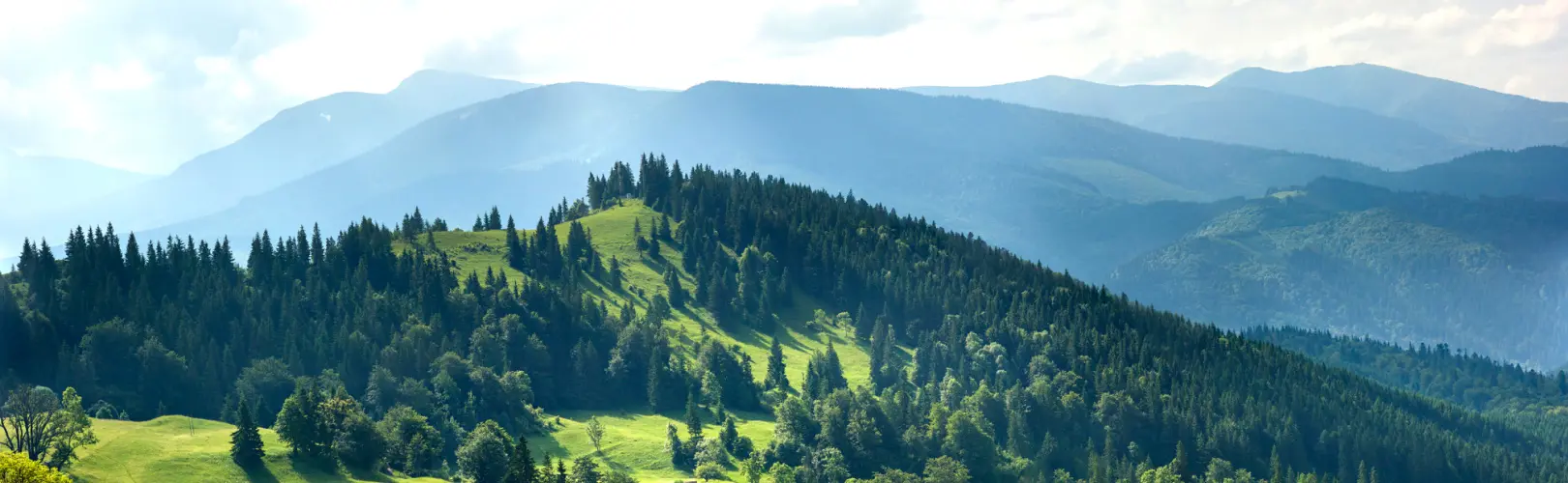 many mountains are covered with trees and grass