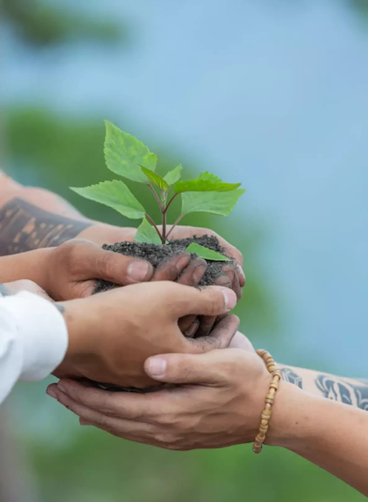 Plant in hand