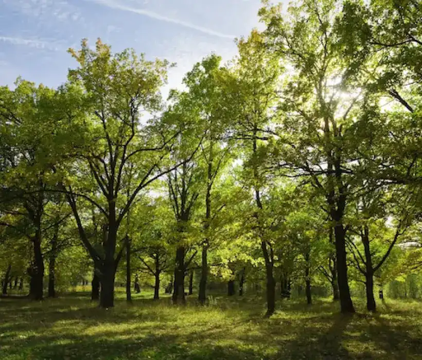 Forest and sun