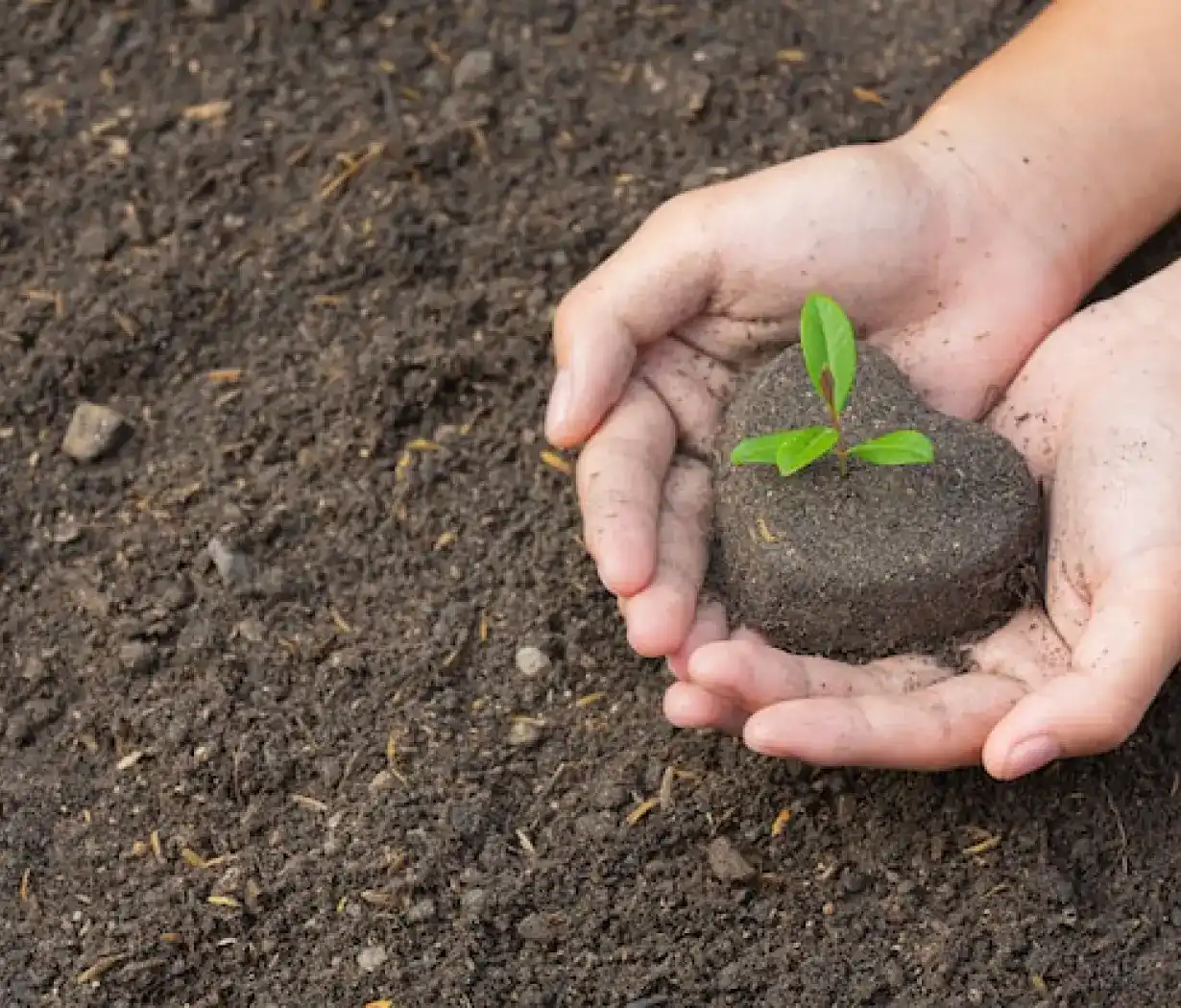 Planting Trees