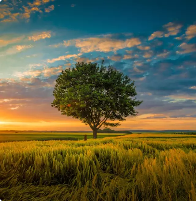 Big tree at sunset