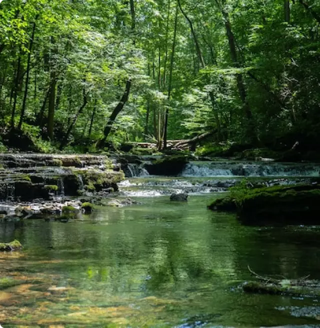 River in the forest