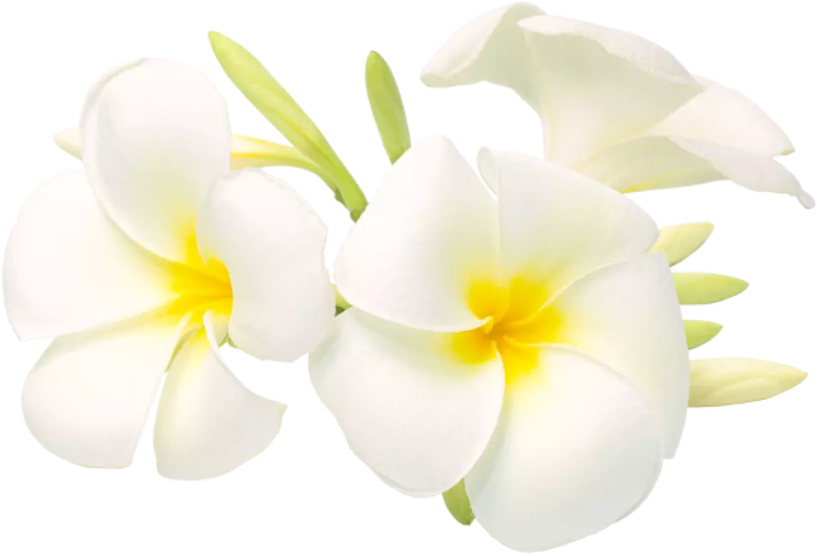Yellow and white flowers