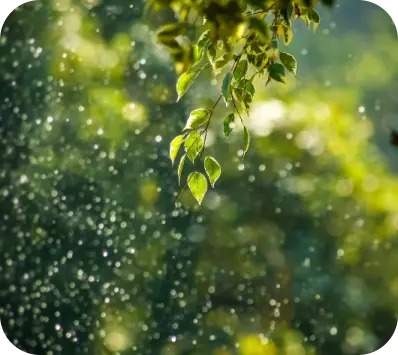 raindrops in the rays of the sun on the background of plants