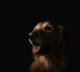 red dog in a dark room