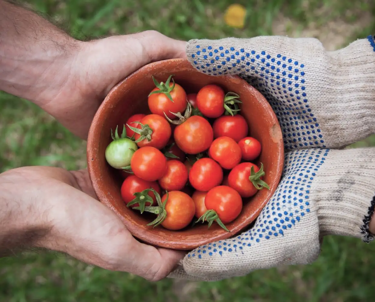 a lot of tomatoes in a bowl