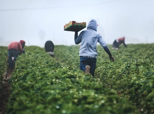 people working in the field