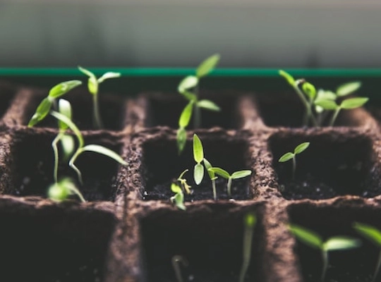 plants crawl out of the ground