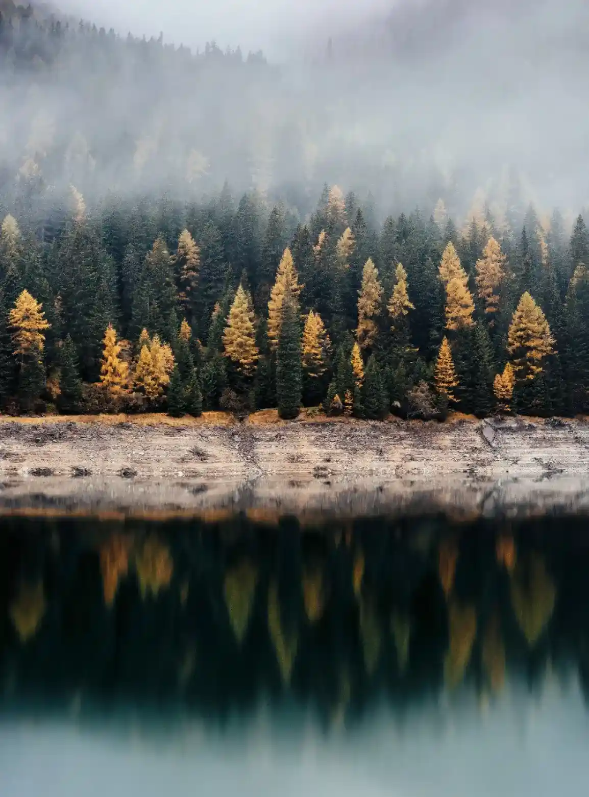 La foresta vicino al fiume