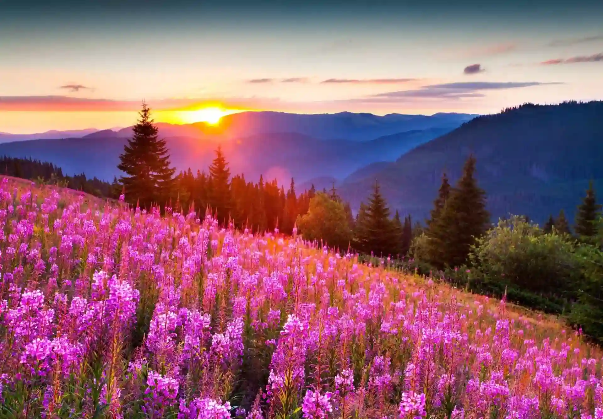A field of pink flowers