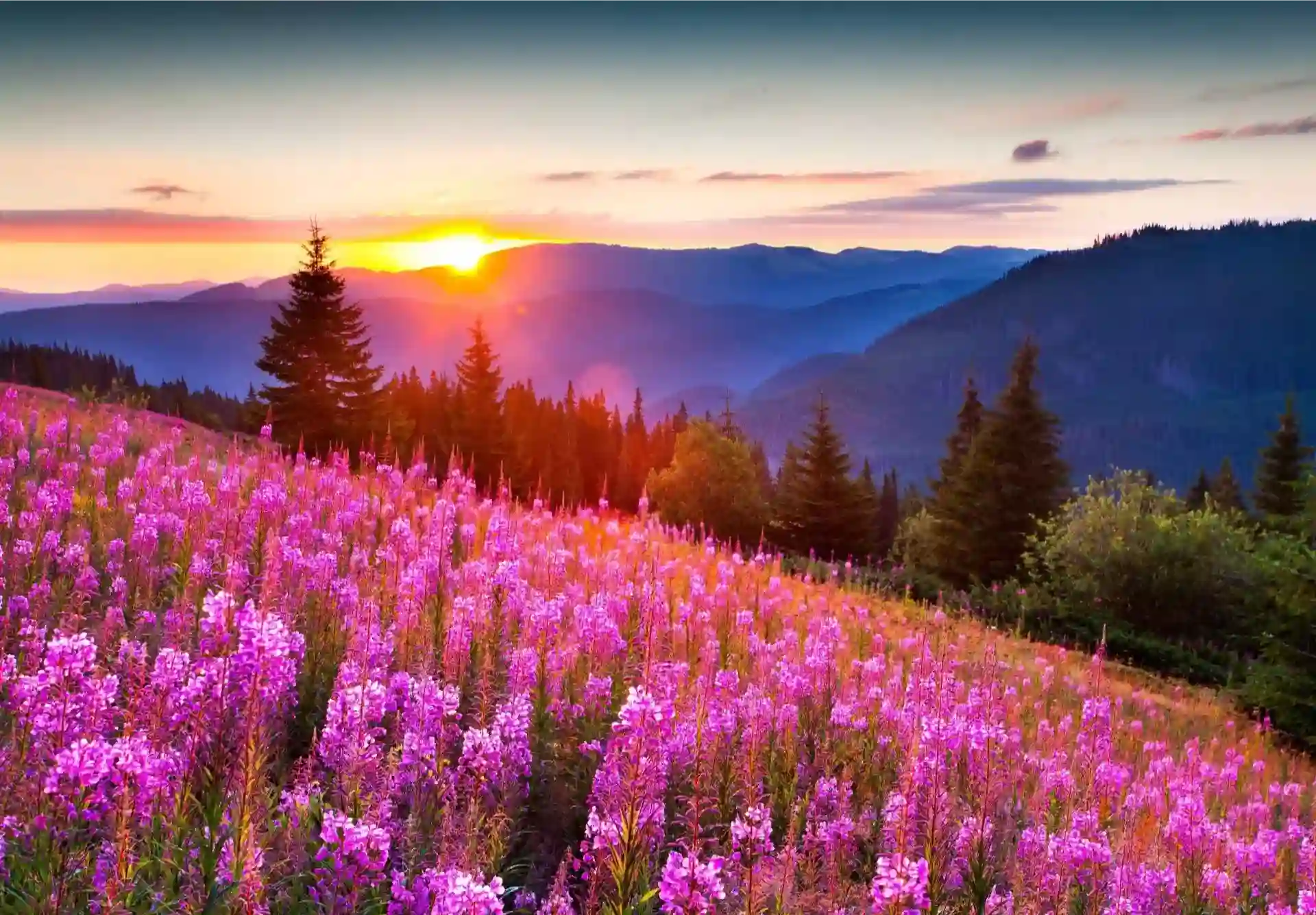 Un campo di fiori rosa