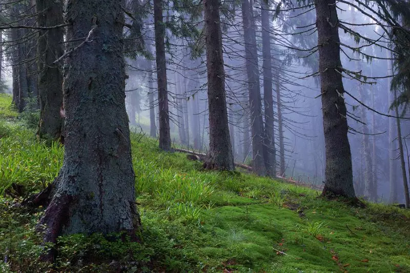 Una foresta di erba verde