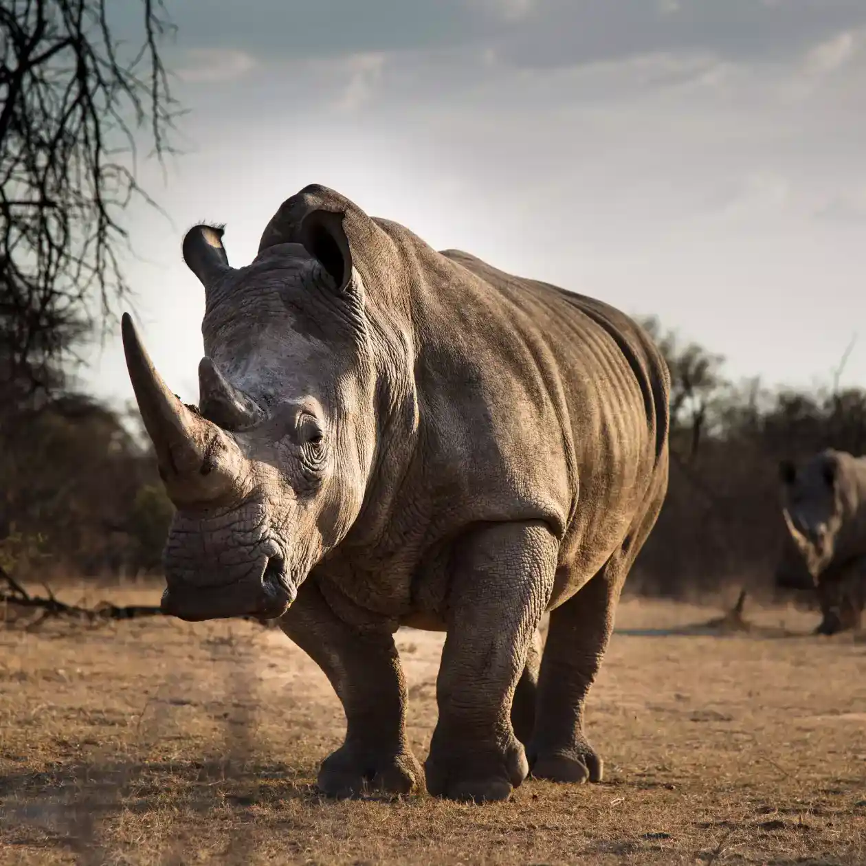 Uma foto de um rinoceronte