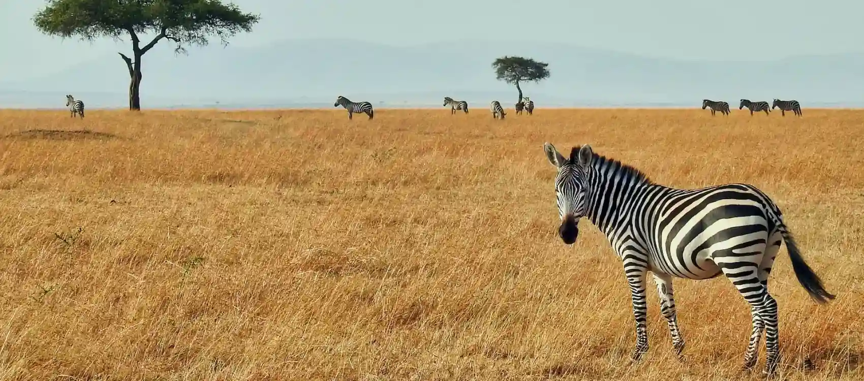 Zebras no campo