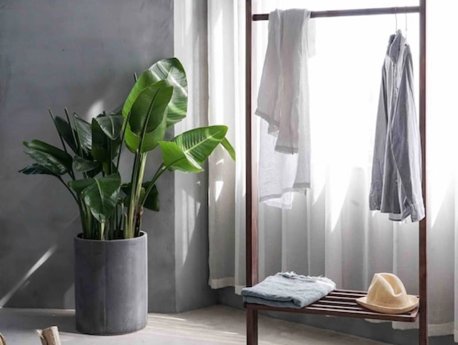 hallway with a clothes rack and a large potted plant