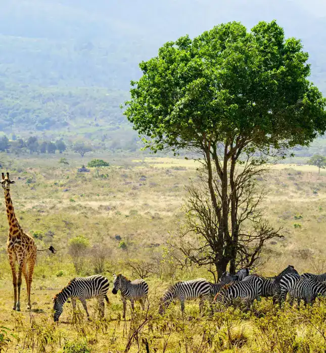Жираф и зебры