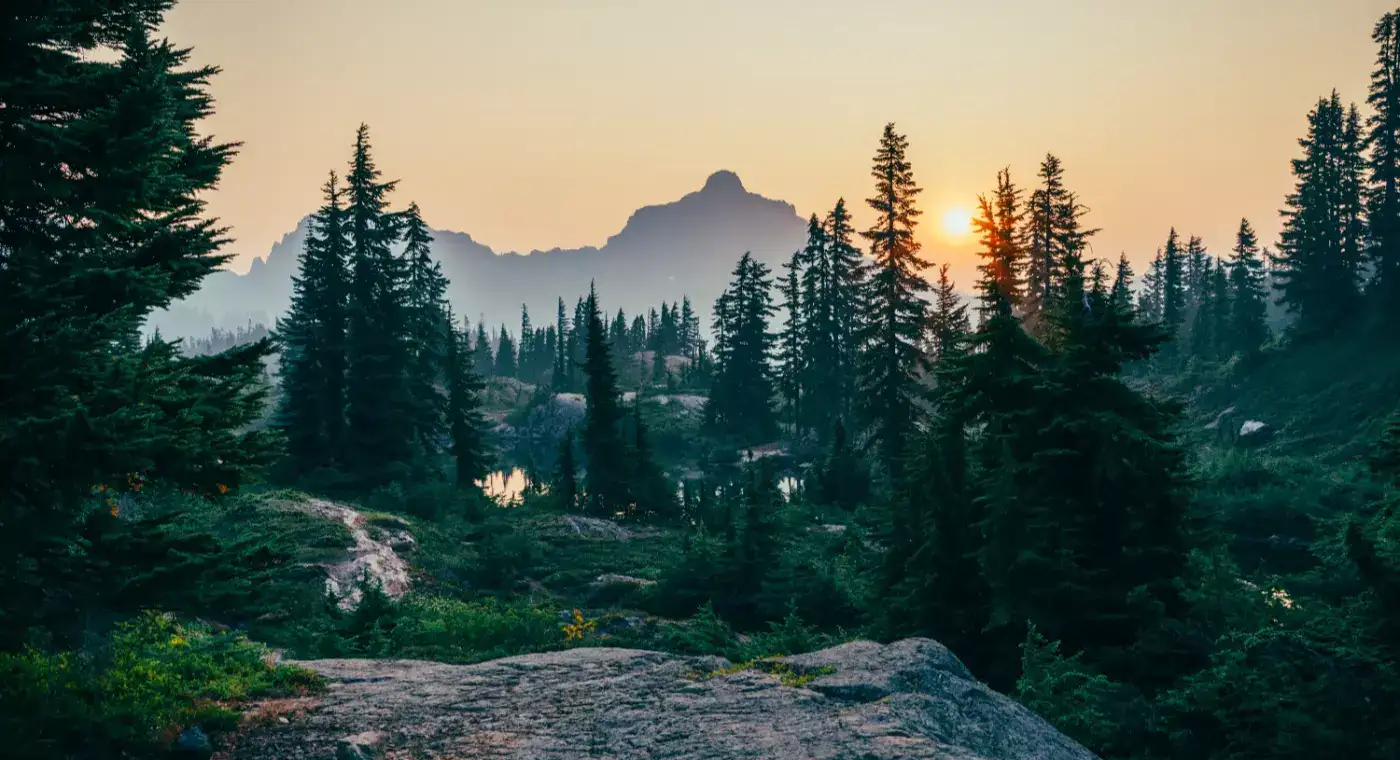 Mountain forest